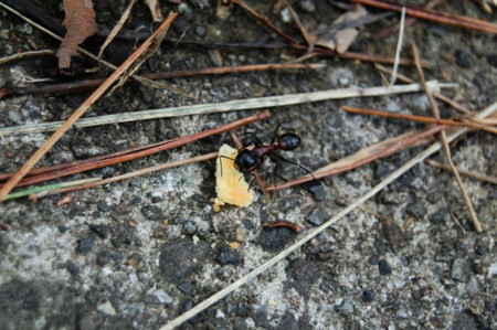 f:id:gzutetsu:20090222010430j:image f:id:gzutetsu:20090222010430j:image