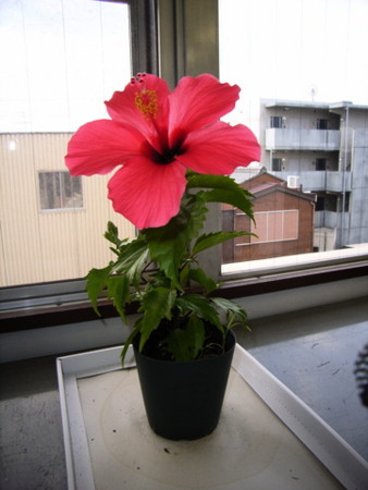 f:id:gzutetsu:20090222010734j:image f:id:gzutetsu:20090222010734j:image