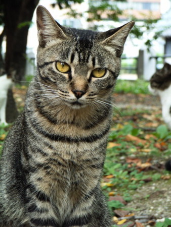 f:id:gzutetsu:20090222010946j:image f:id:gzutetsu:20090222010946j:image