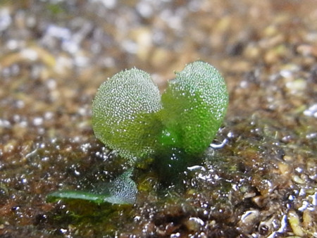 f:id:gzutetsu:20090222130257j:image