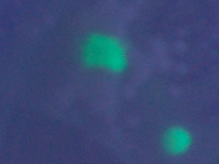 f:id:gzutetsu:20090228115321j:image