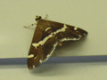 20090301011441