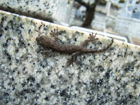 f:id:gzutetsu:20090301011621j:image