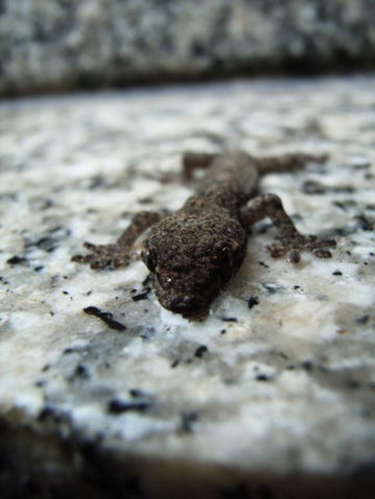 f:id:gzutetsu:20090301011623j:image