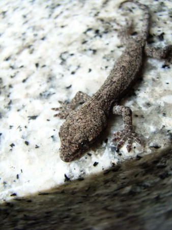 f:id:gzutetsu:20090301011624j:image