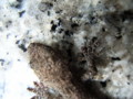 20090301011625