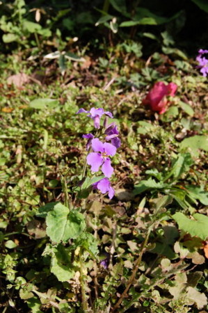 f:id:gzutetsu:20090322211800j:image