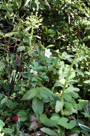 f:id:gzutetsu:20090322211801j:image