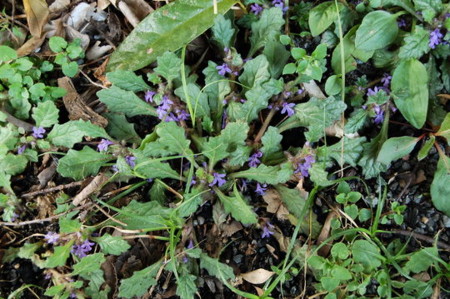 f:id:gzutetsu:20090322211802j:image
