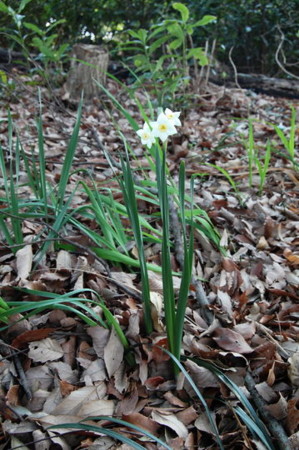 f:id:gzutetsu:20090322211821j:image
