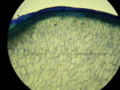 20090329184136