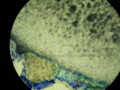 20090329184140