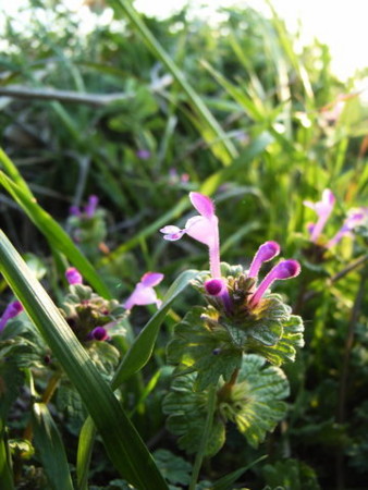 f:id:gzutetsu:20090329184606j:image
