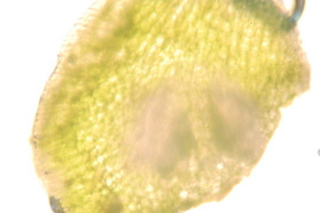 f:id:gzutetsu:20090329184622j:image
