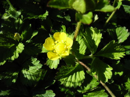f:id:gzutetsu:20090329184624j:image f:id:gzutetsu:20090329184624j:image