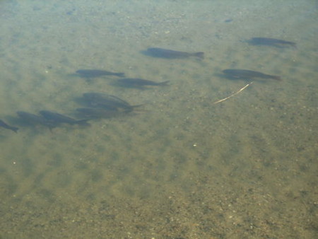 f:id:gzutetsu:20090329184628j:image f:id:gzutetsu:20090329184628j:image