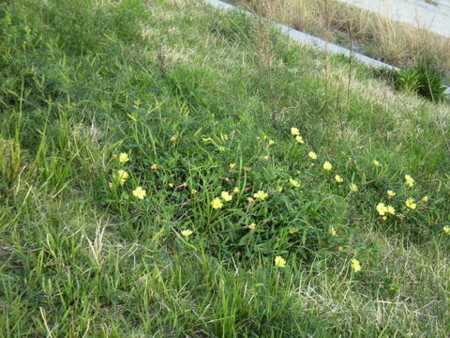 f:id:gzutetsu:20090329184644j:image