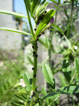 f:id:gzutetsu:20090329185700j:image