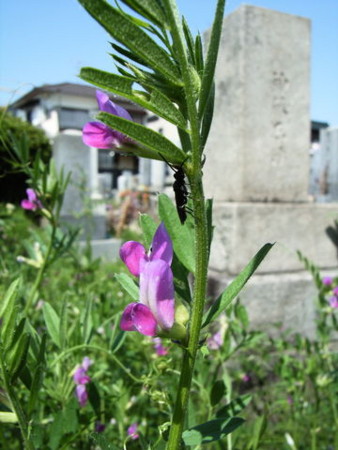 f:id:gzutetsu:20090329185702j:image