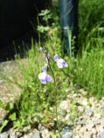 f:id:gzutetsu:20090329185703j:image
