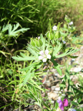 f:id:gzutetsu:20090329185704j:image