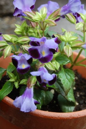 f:id:gzutetsu:20090329185809j:image f:id:gzutetsu:20090329185809j:image
