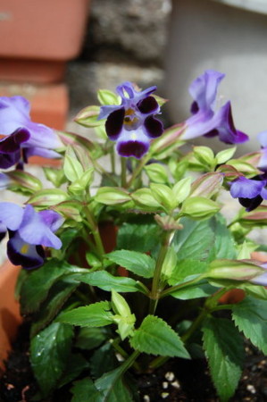f:id:gzutetsu:20090329185810j:image f:id:gzutetsu:20090329185810j:image