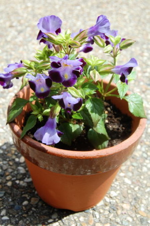 f:id:gzutetsu:20090329185811j:image f:id:gzutetsu:20090329185811j:image