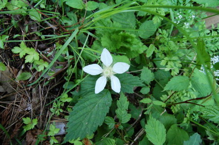f:id:gzutetsu:20090404105757j:image