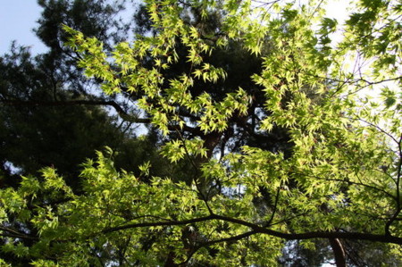 f:id:gzutetsu:20090404105818j:image