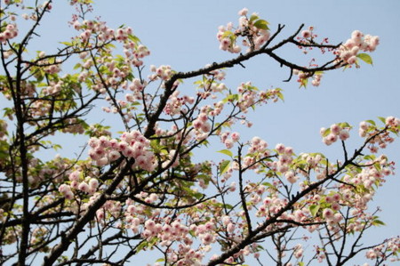 f:id:gzutetsu:20090404105827j:image