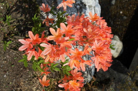 f:id:gzutetsu:20090404105832j:image