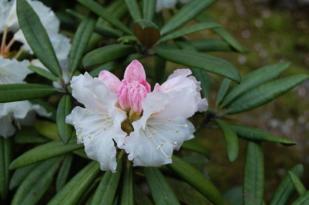 f:id:gzutetsu:20090404105839j:image