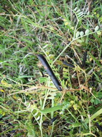 f:id:gzutetsu:20090404110109j:image