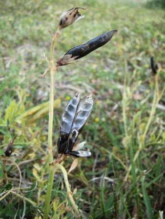 f:id:gzutetsu:20090404110110j:image