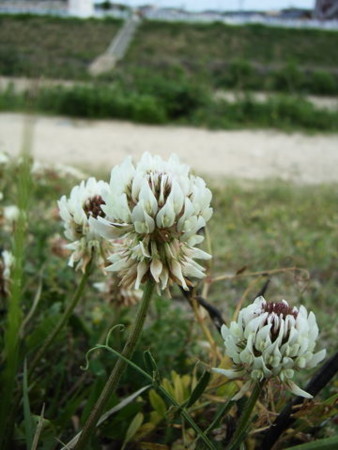 f:id:gzutetsu:20090404110111j:image
