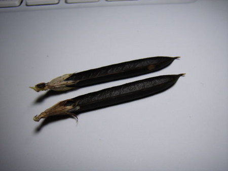 f:id:gzutetsu:20090404110112j:image