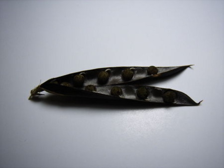 f:id:gzutetsu:20090404110113j:image