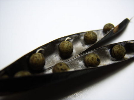 f:id:gzutetsu:20090404110114j:image