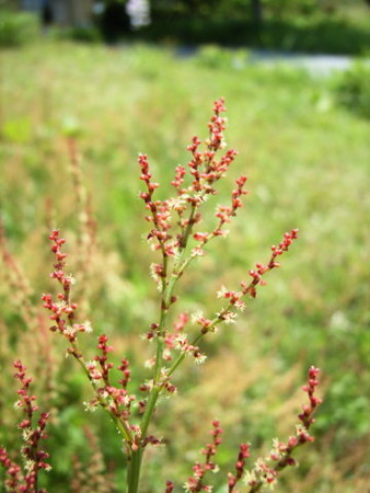 f:id:gzutetsu:20090416235738j:image