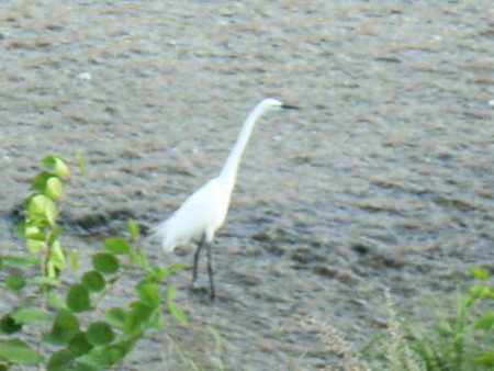 f:id:gzutetsu:20090416235802j:image