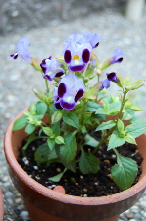f:id:gzutetsu:20090416235809j:image