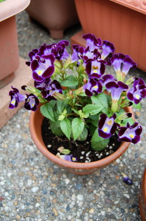 f:id:gzutetsu:20090417000049j:image