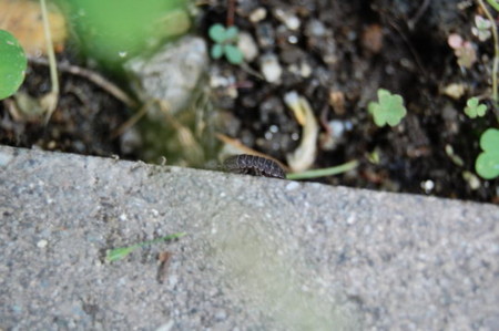 f:id:gzutetsu:20090417000054j:image