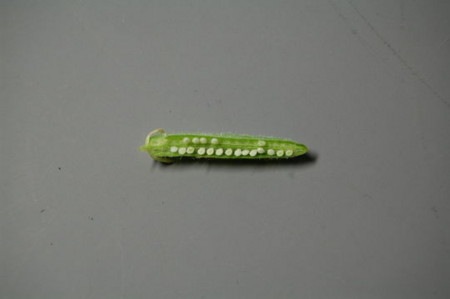 f:id:gzutetsu:20090417000057j:image