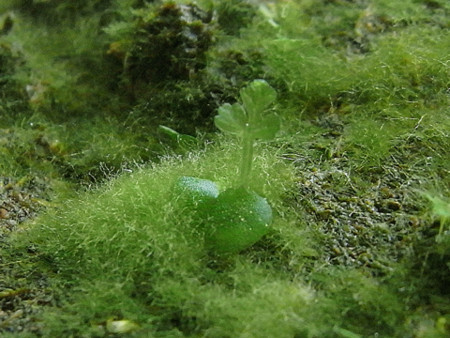 f:id:gzutetsu:20090425220041j:image f:id:gzutetsu:20090425220041j:image