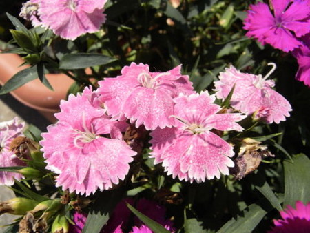 f:id:gzutetsu:20090429221441j:image