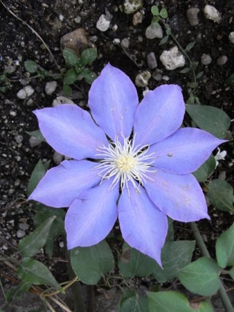 f:id:gzutetsu:20090429221444j:image