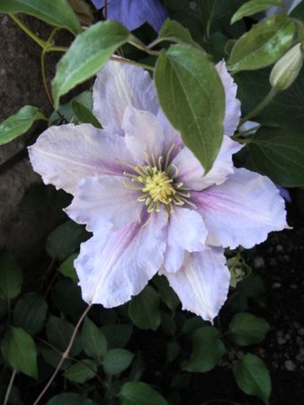 f:id:gzutetsu:20090429221445j:image