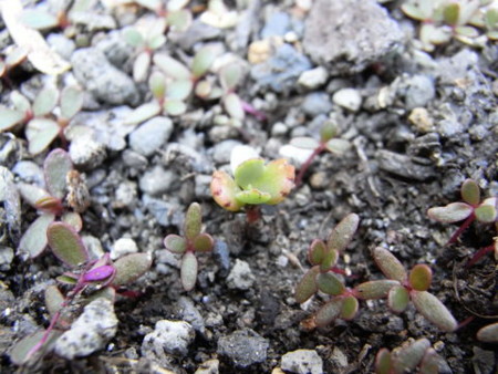 f:id:gzutetsu:20090429221449j:image